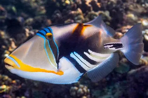 RHYNECANTHUS ACULEATUS