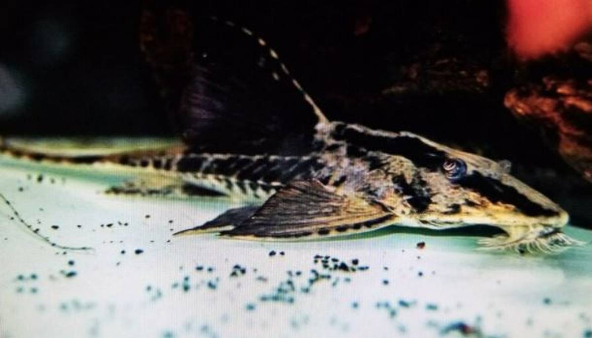 LORICARIA RIO ATABAPO 5-6CM