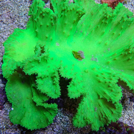 SINULARIA GREEN