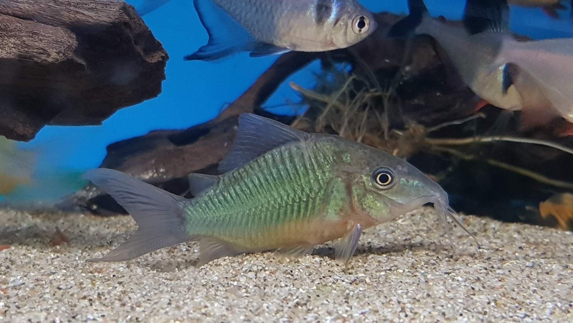 BROCHIS SPLENDENS
