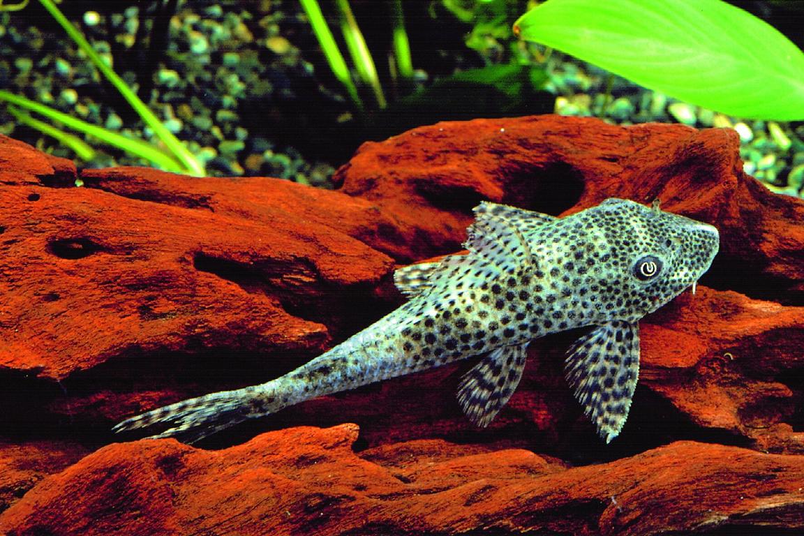 SQUALIFORMA EMARGINATA L011