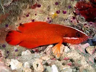 SUTTONIA LINEATA