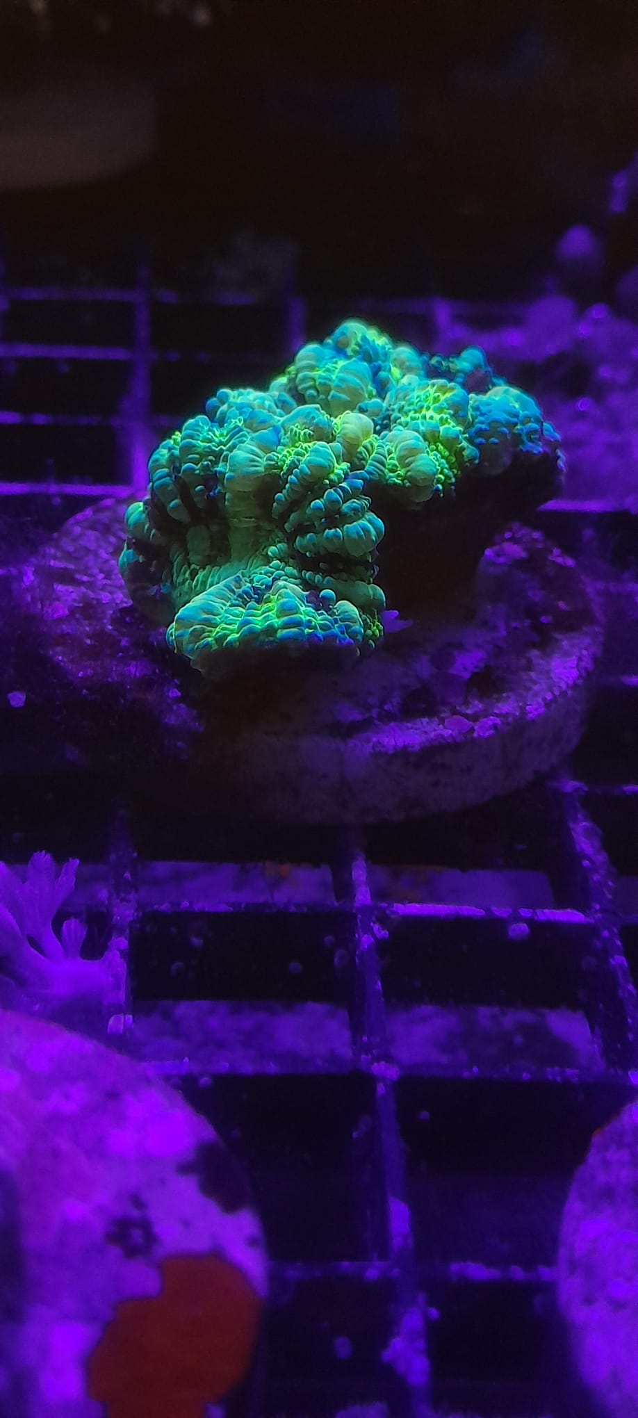 SYMPHYLLIA WILSONI PREMIUM FRAG