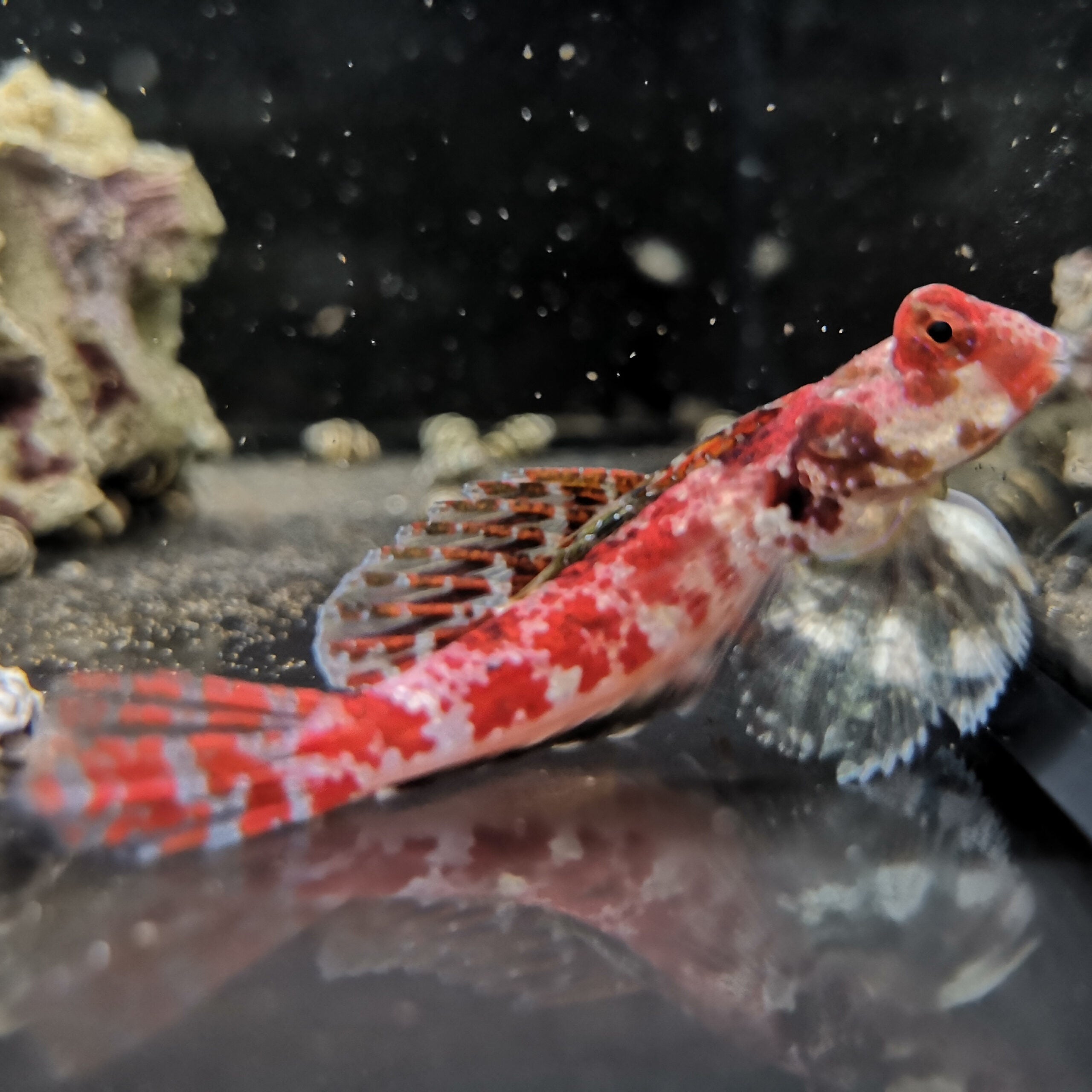 SYNCHIROPUS MARMORATUS