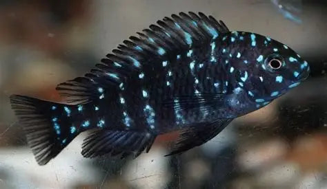 TROPHEUS DUBOISI 4.5-5