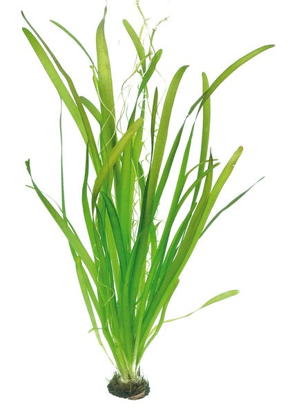 DENNERLE PLANTS - VALLISNERIA AUSTRALIS GIGANTEA