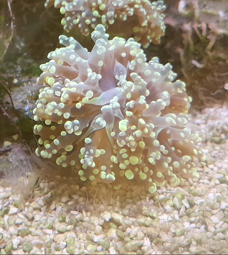 EUPHYLLIA YAEYAMAENSIS ORANGE PINK 1 HEAD