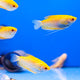 Gestione acquario