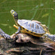 Tartarughe