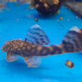 ANCISTRUS SP.