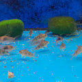 CORYDORAS SP.
