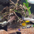 POECILIA SPHENOPS - BLACK MOLLY COLORE MIX