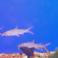 BALANTIOCHEILOS MELANOPTERUS