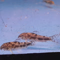 ASPIDORAS