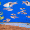 RASBORA HETEROMORPHA