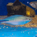 MELANOTENIA LACUSTRIS