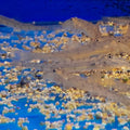 ACANTHOPSIS CHOIRORHYNCHUS