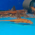 RINELORICARIA RED