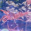 RHYNCHOCINETES PEPPERMINT