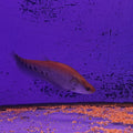 NOTOPTERUS CHITALA