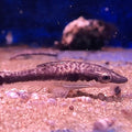 OTOCINCLUS AFFINIS