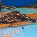 AGAMIXIS PECTINIFRONS