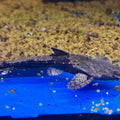 BUNOCHEPHALUS CORACOIDES