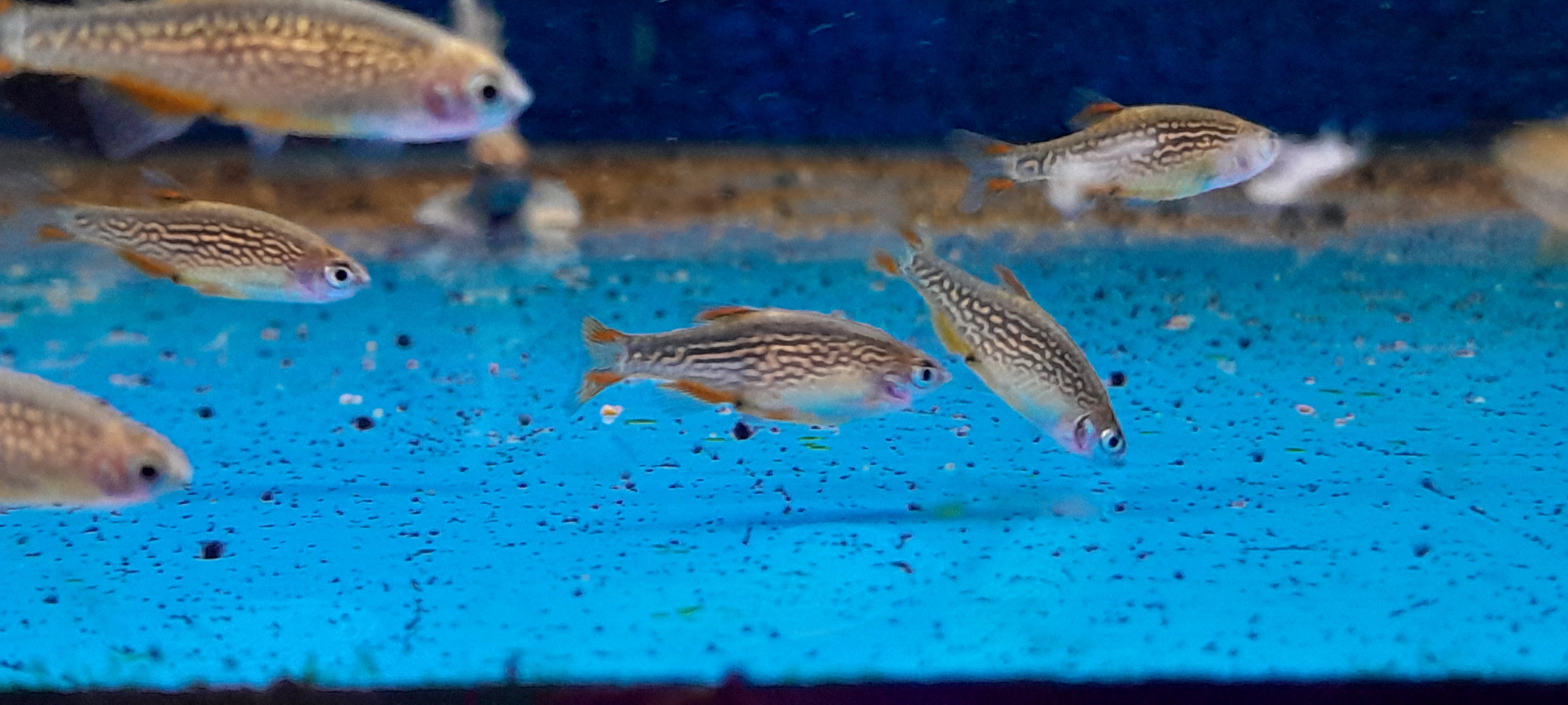 DANIO MARGARITATUS - RASBORA GALAXY