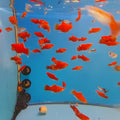 XIPHOPHORUS MACULATUS - PLATY CORALLO