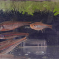 NOTROPIS CHROSOMUS