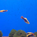 XIPHOPHORUS MACULATUS - PLATY HAWAII