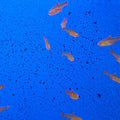HYPHESSOBRYCON AMANDAE