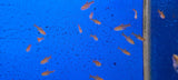 HYPHESSOBRYCON AMANDAE