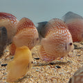 SYMPHYSODON DISCUS small 5-6CM