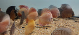 SYMPHYSODON DISCUS small 5-6CM