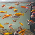 CARASSIUS AURATUS 4-5CM