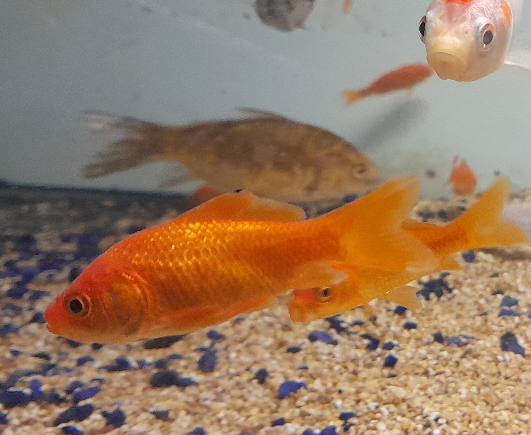 CARASSIUS AURATUS 4-5CM