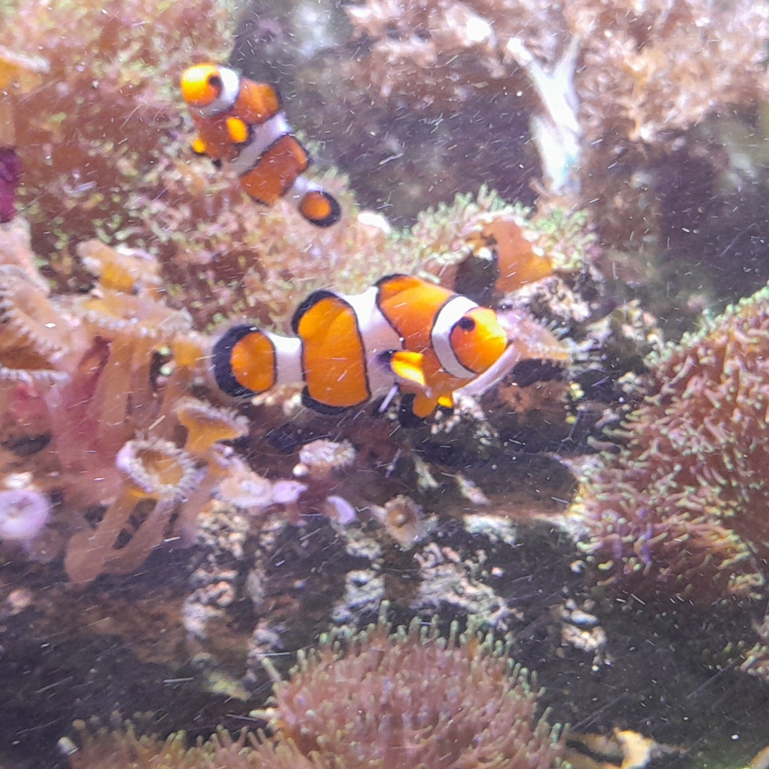 AMPHIPRION OCELLARIS