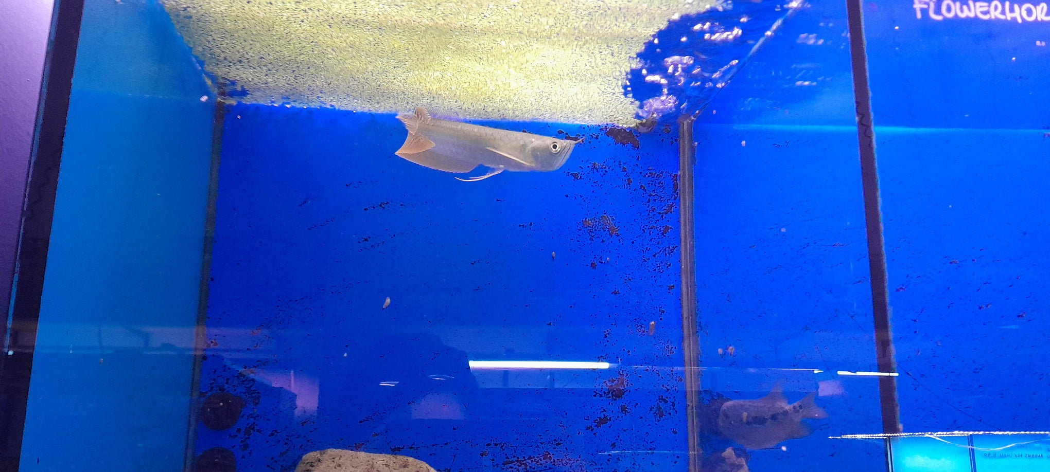 OSTEOGLOSSUM BICIRRHOSUM SILVER AROWANA