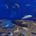 MELANOCHROMIS SP. 5-6CM