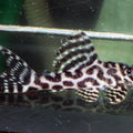 HYPANCISTRUS L 236 RIO IRIRI 4.5CM