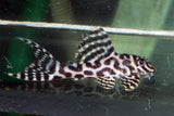 HYPANCISTRUS L 236 RIO IRIRI 4.5CM