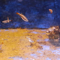 TANICHTHYS SP.