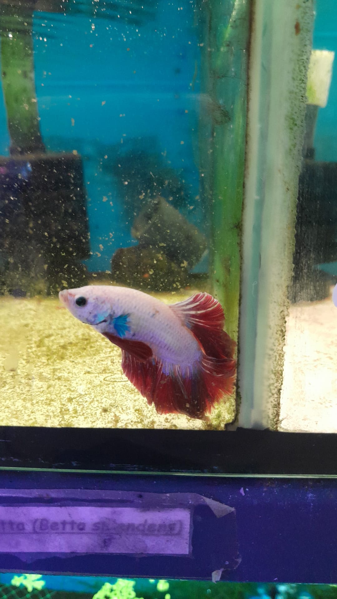 3- BETTA PLATINUM WHITE