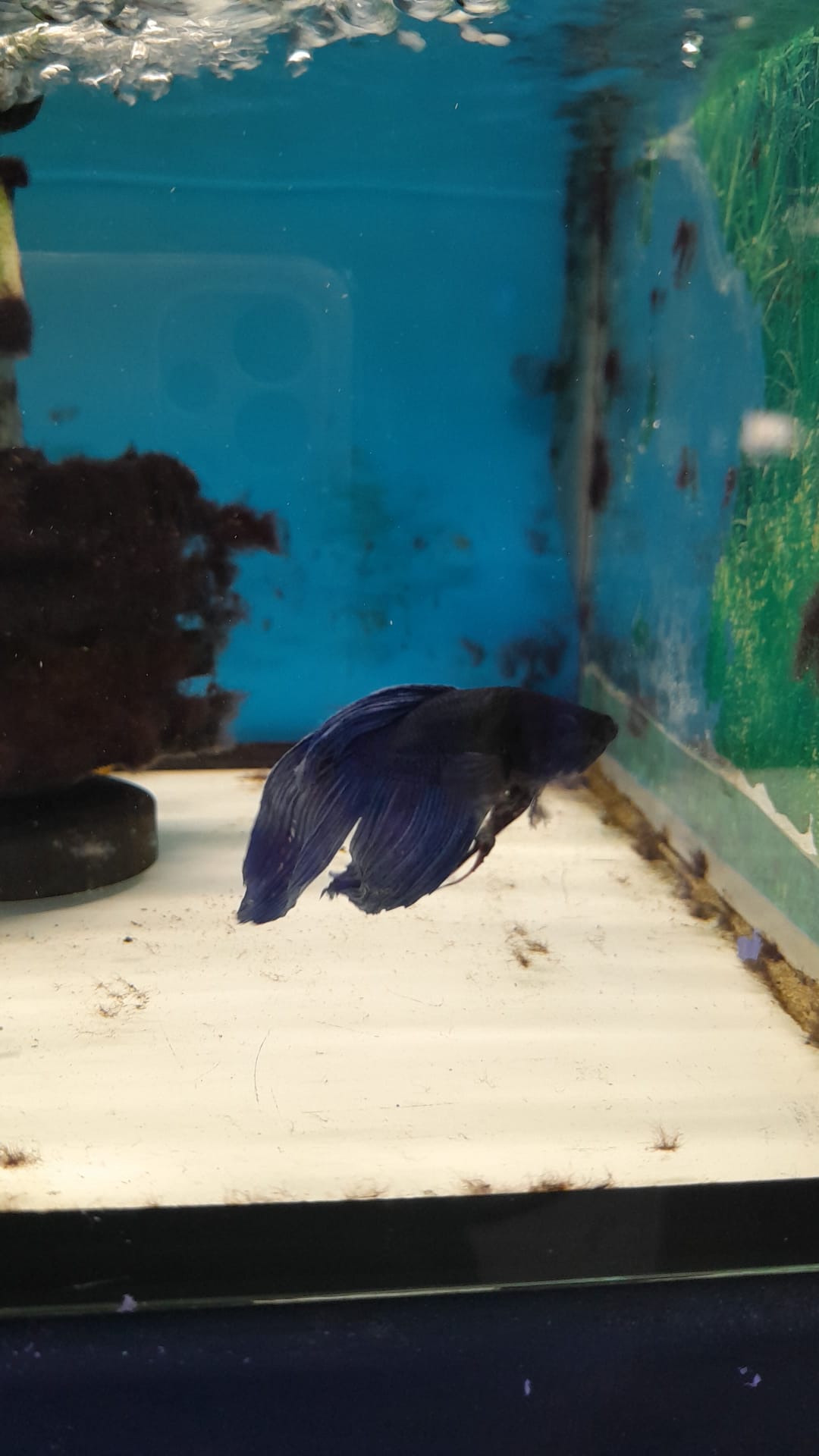 5- BETTA SPLENDENS