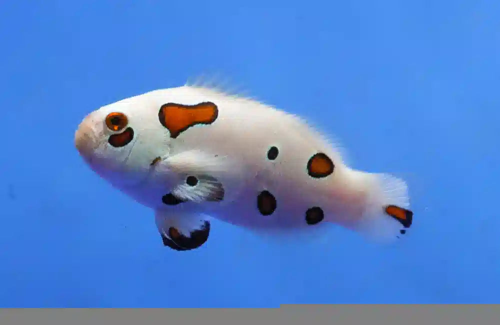 AMPHIPRION OCELLARIS WHITE STORM