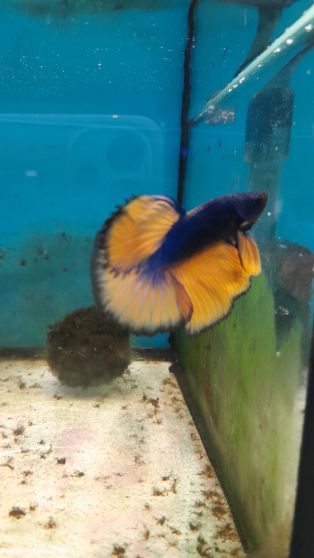 6- BETTA BLU MUSTARD