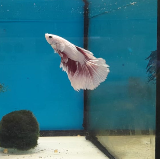 BETTA SPLENDENS #6