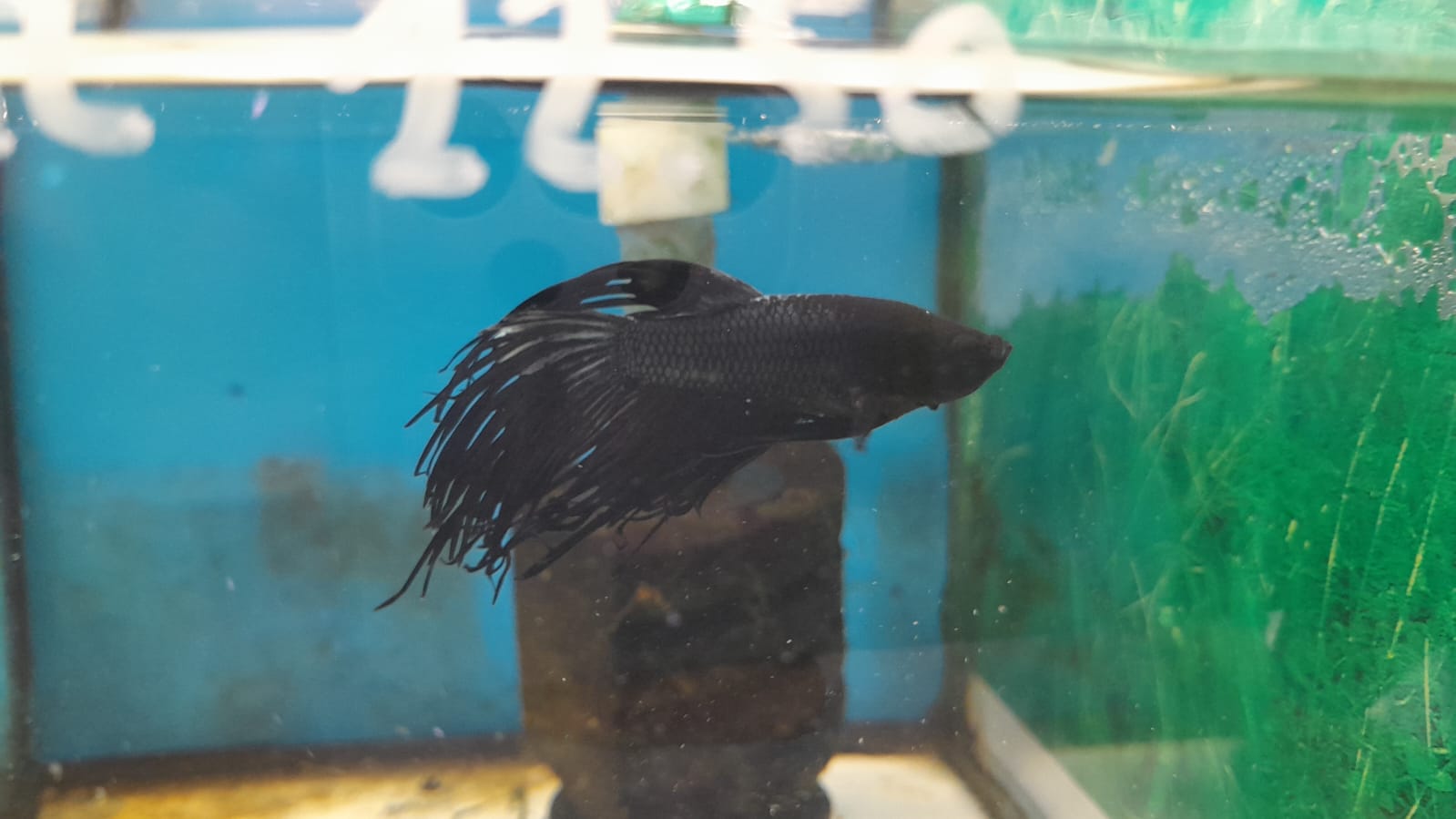 BETTA SPLENDENS #7