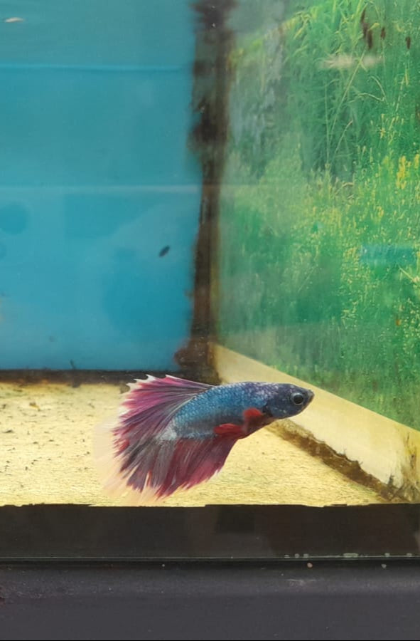BETTA SPLENDENS HALFMOON #8